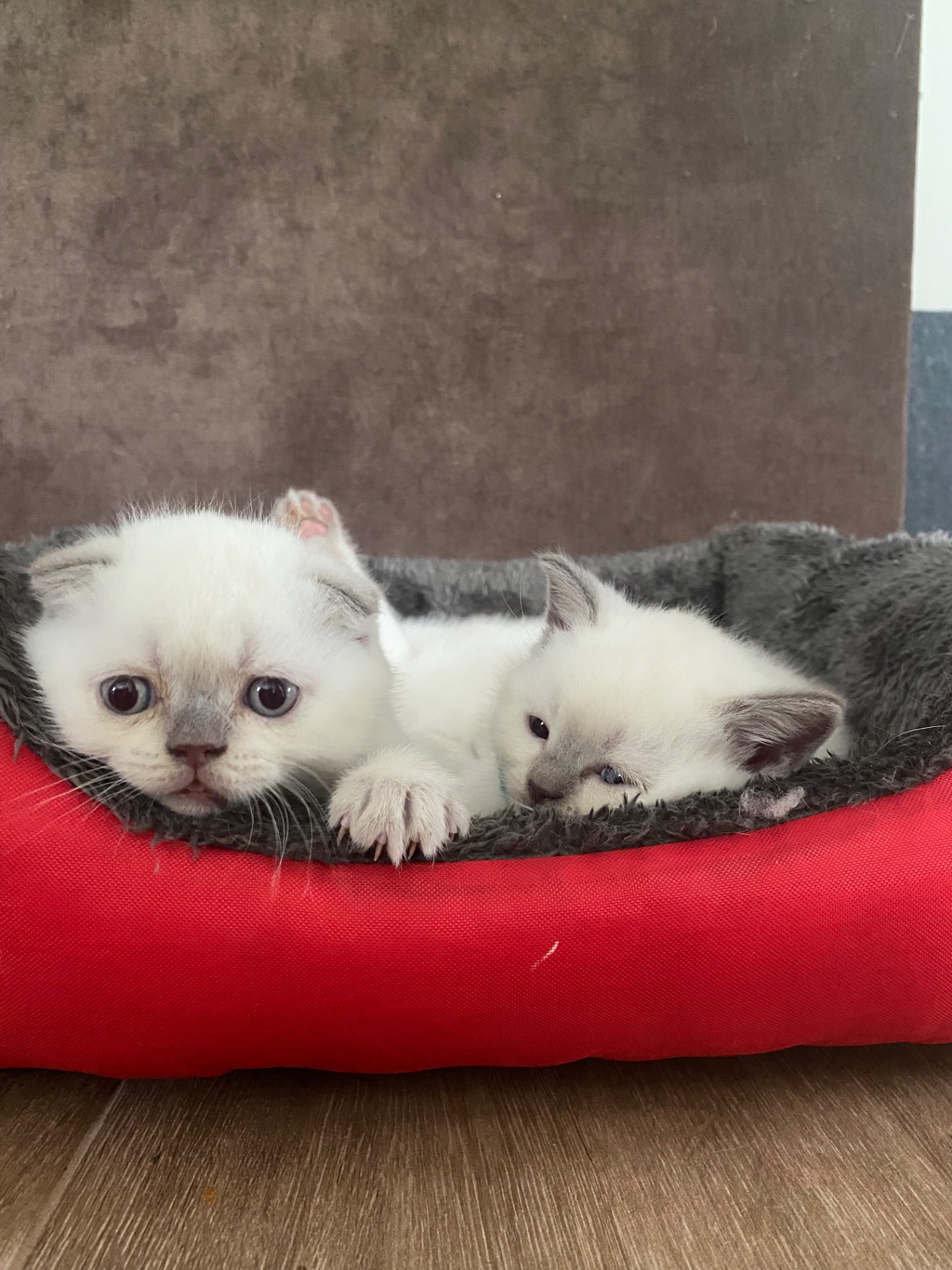 Кошенята шотландські скотіш фолд та скотіш страйк