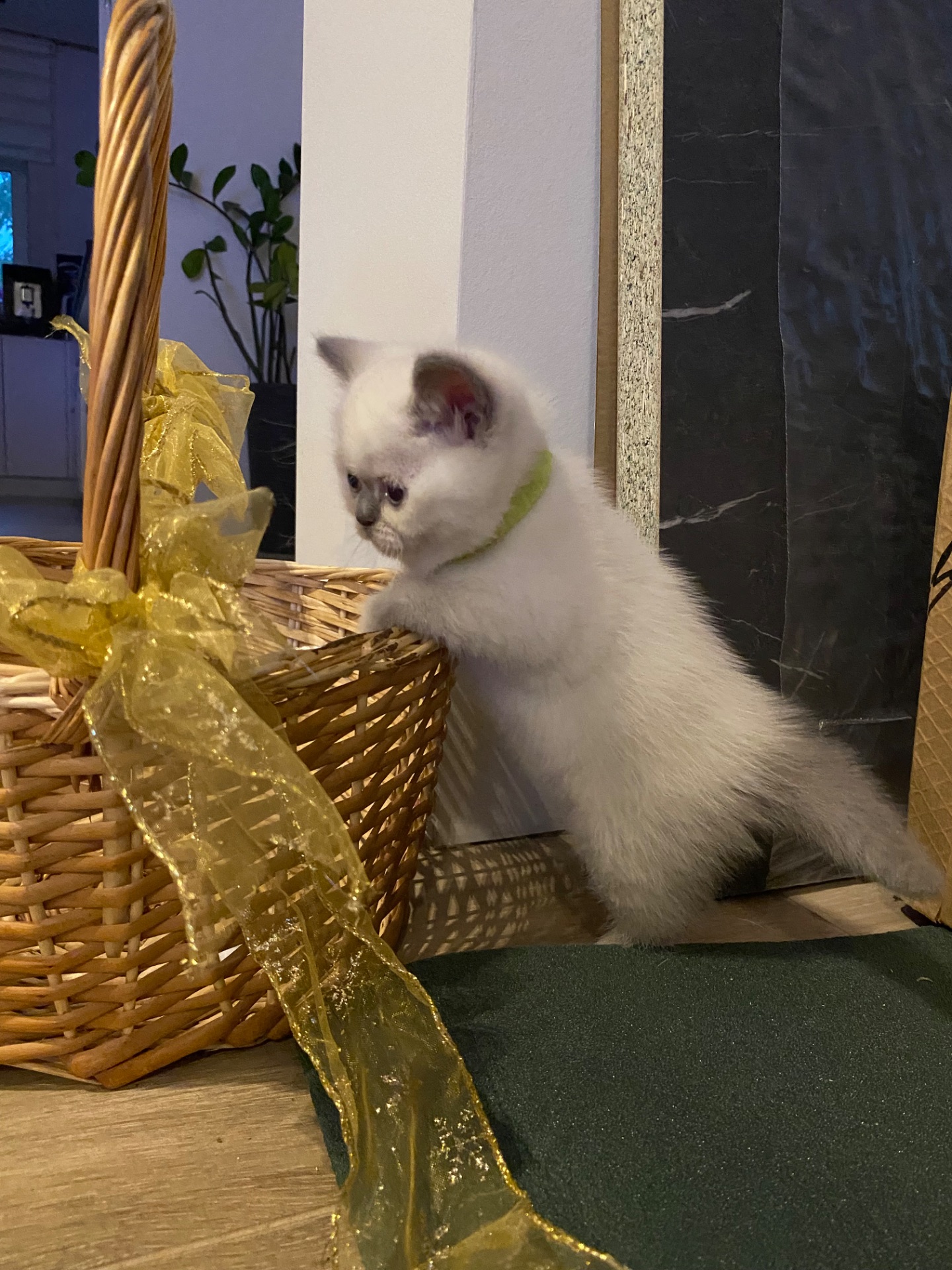 Кошенята шотландські скотіш фолд та скотіш страйк