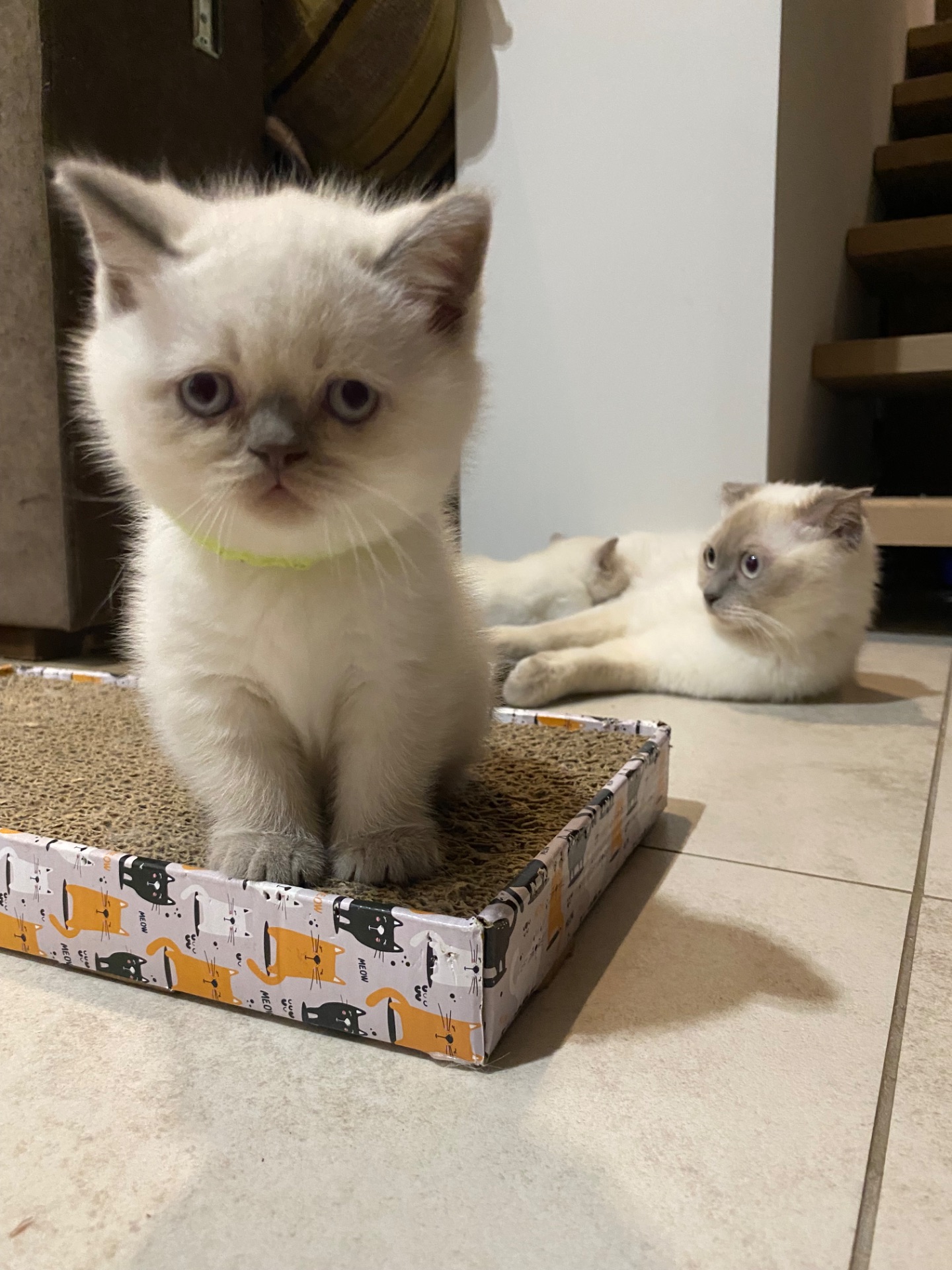 Кошенята шотландські скотіш фолд та скотіш страйк