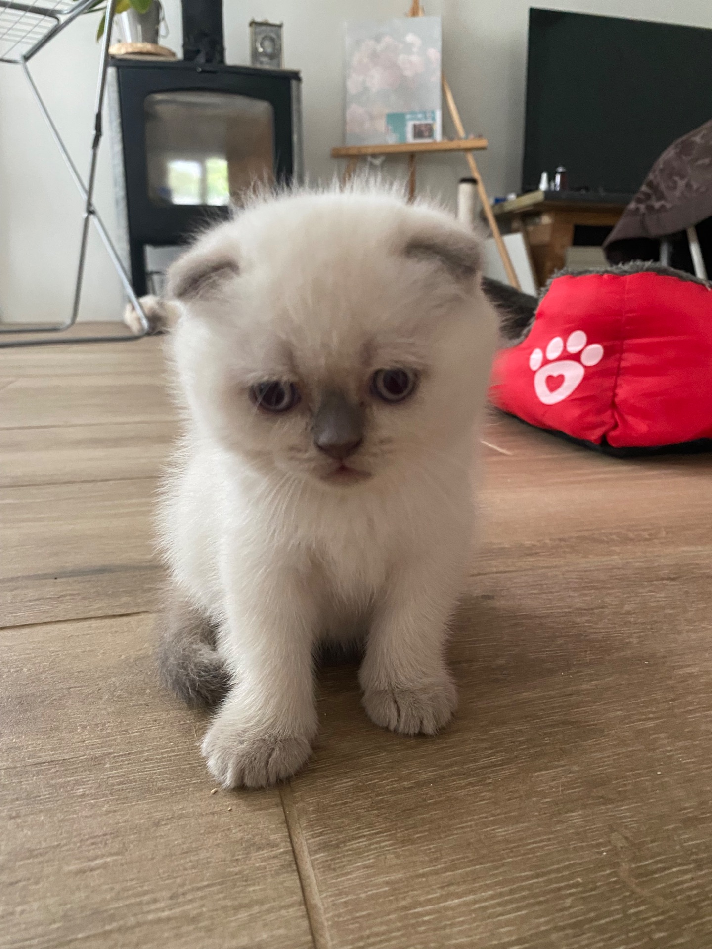 Кошенята шотландські скотіш фолд та скотіш страйк