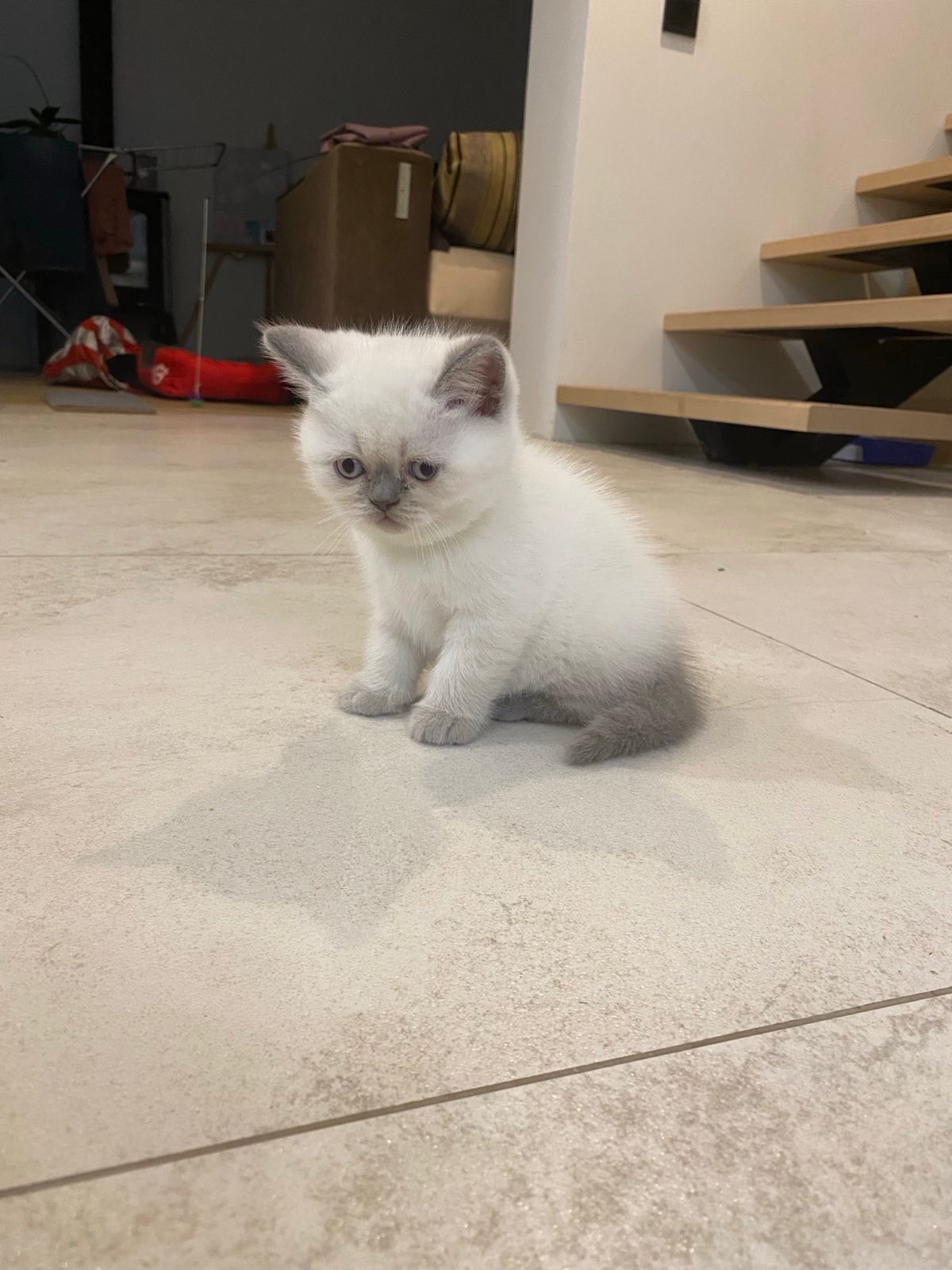 Кошенята шотландські скотіш фолд та скотіш страйк
