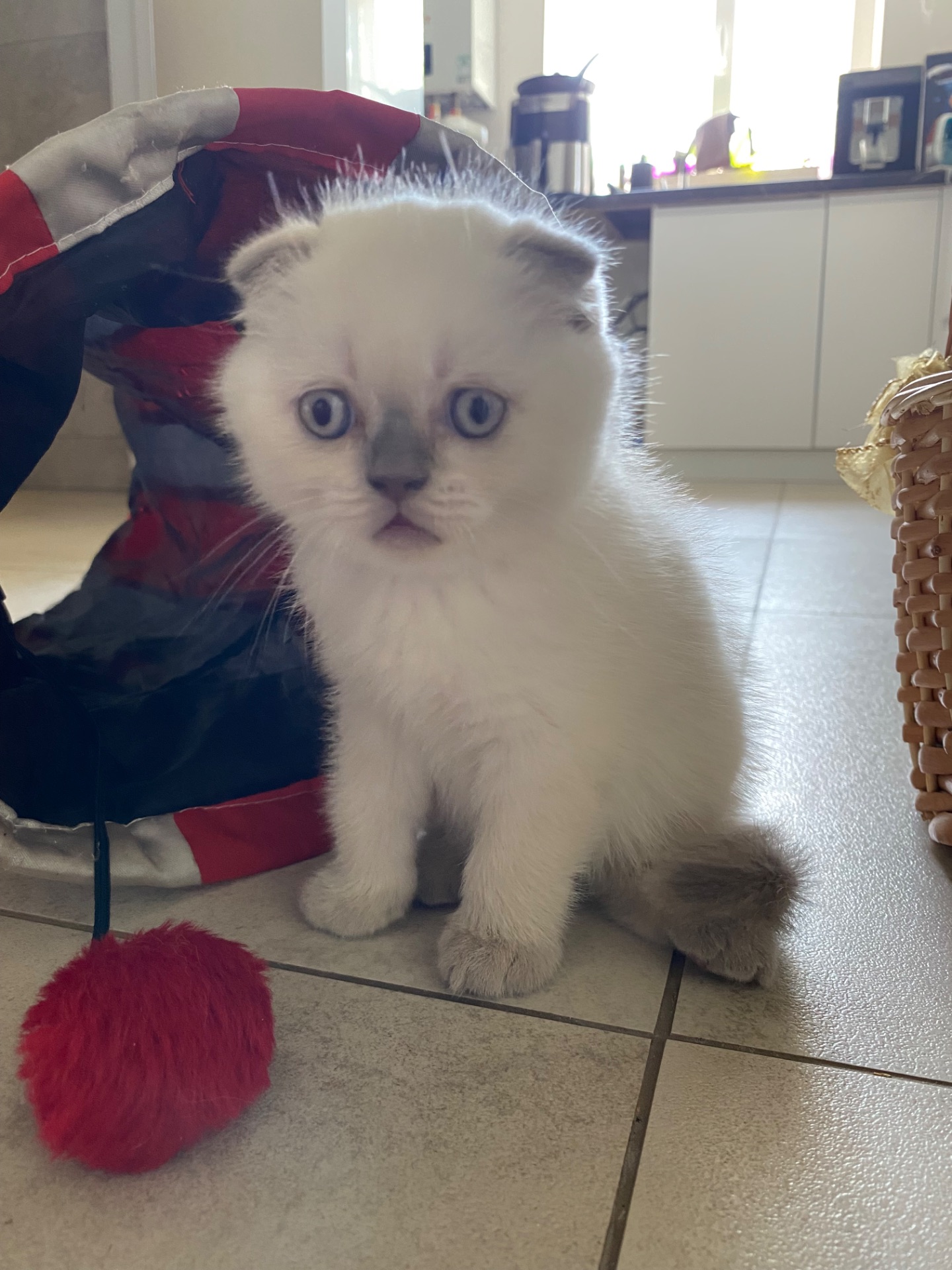 Кошенята шотландські скотіш фолд та скотіш страйк