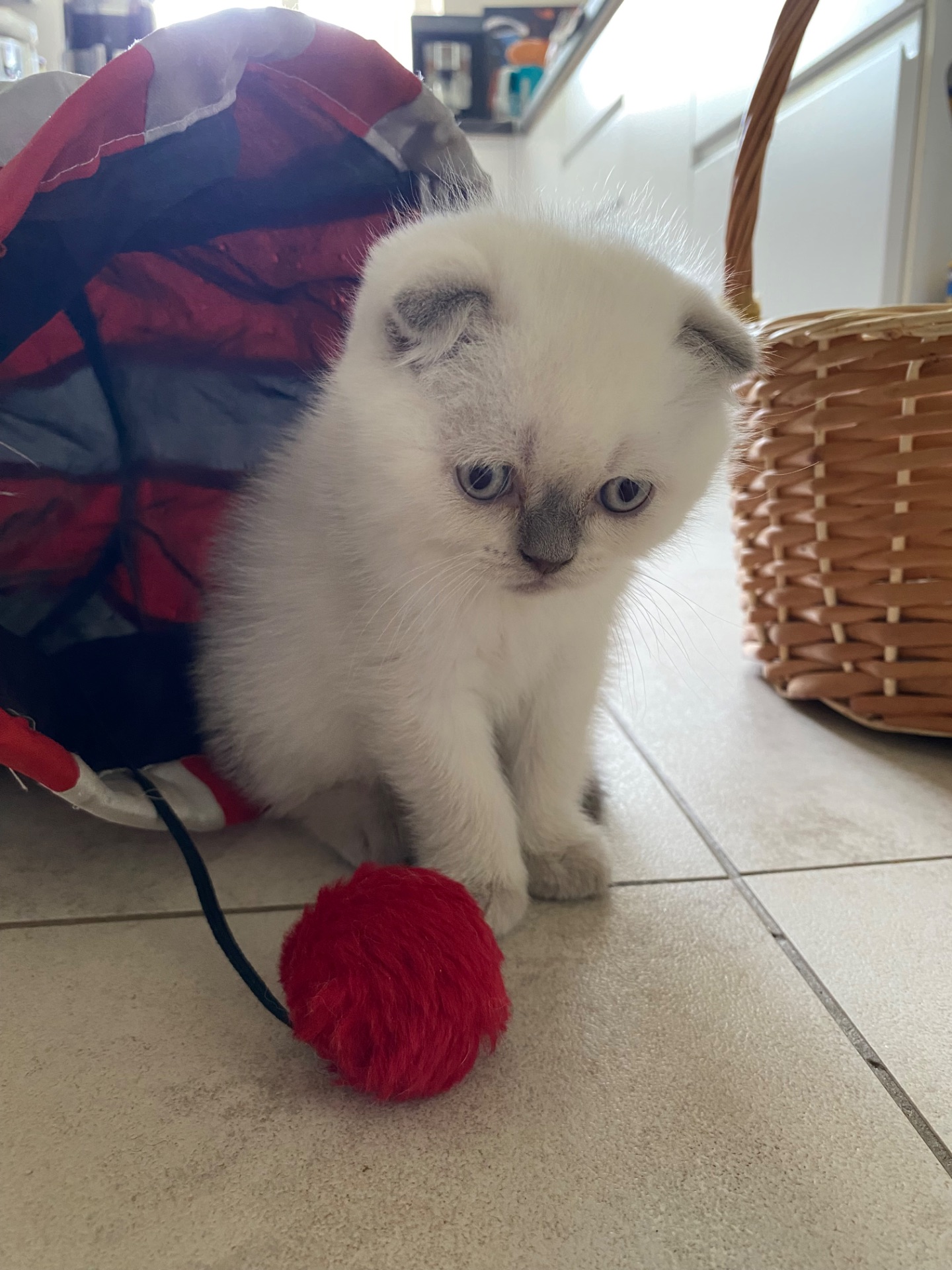 Кошенята шотландські скотіш фолд та скотіш страйк