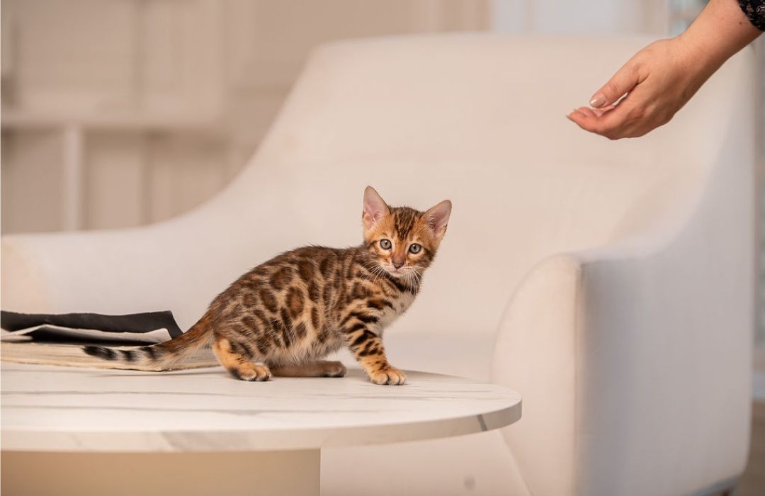 Бенгальське кошеня хлопчик