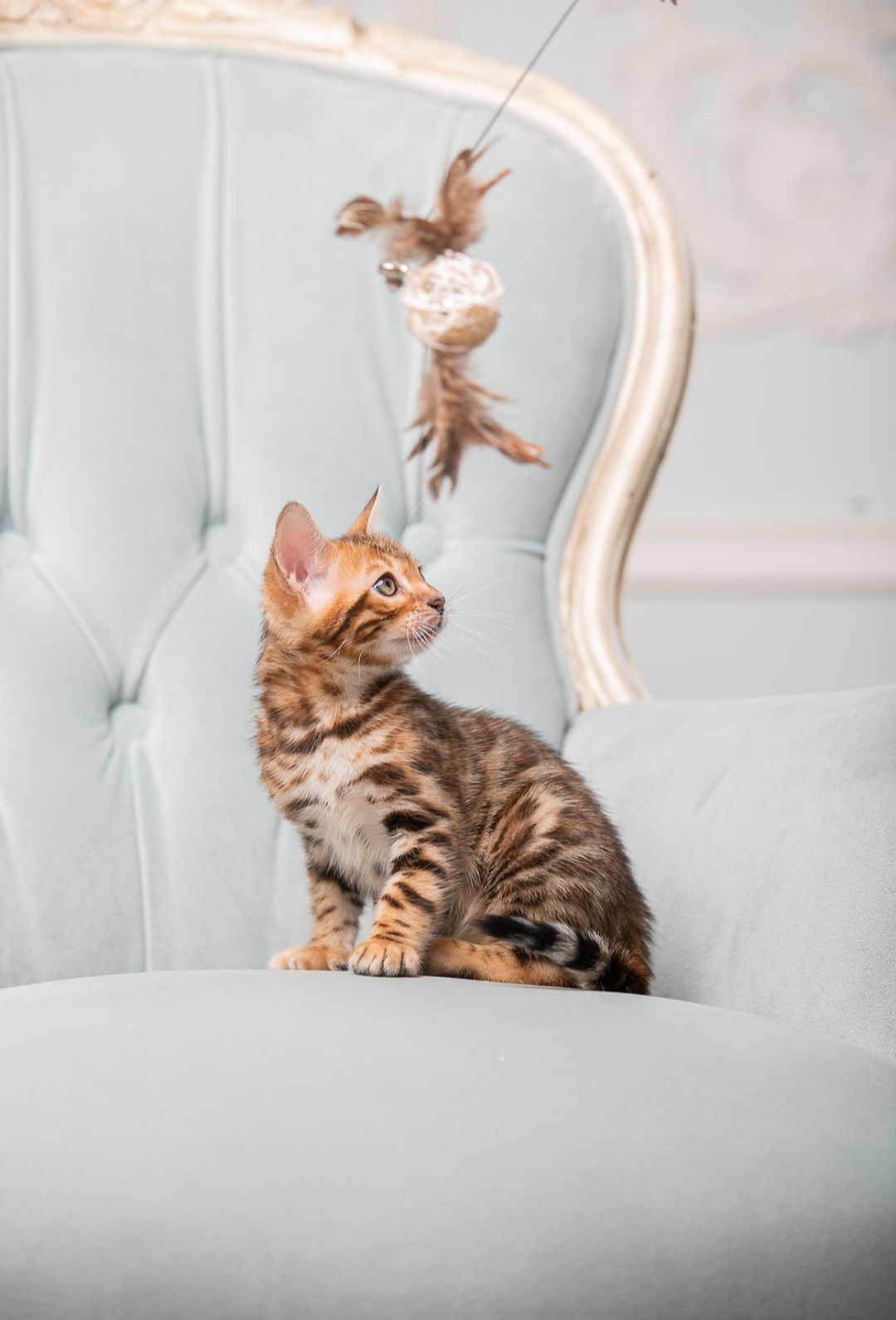 Бенгальське кошеня хлопчик