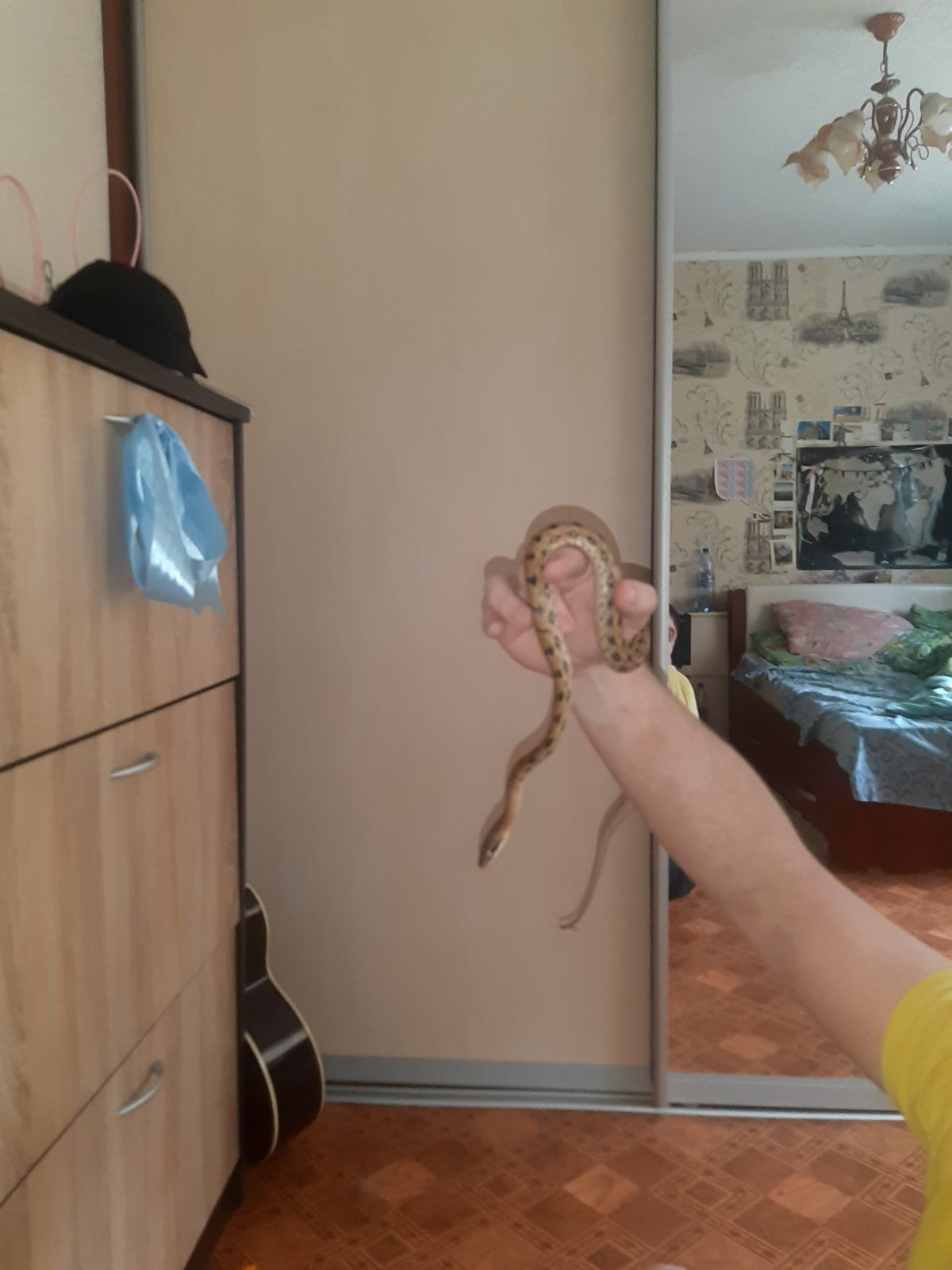 Тонкохвостый полоз