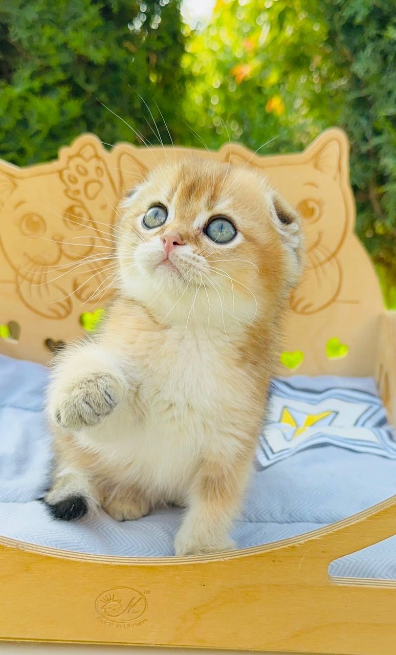 Хлопчик скоттіш фолд золота шиншила
