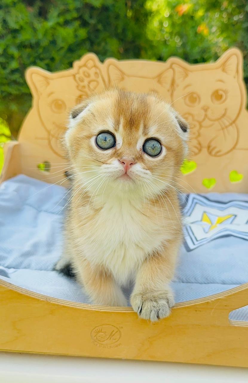 Хлопчик скоттіш фолд золота шиншила