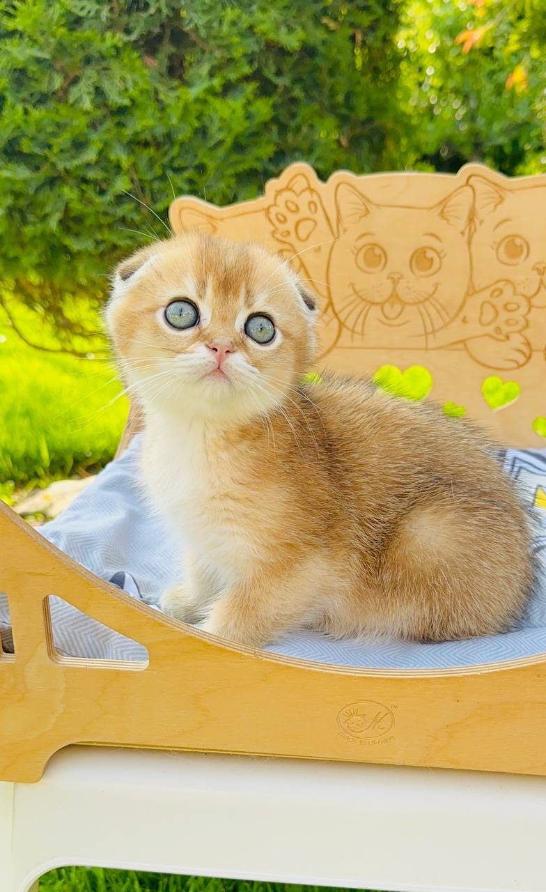 Хлопчик скоттіш фолд золота шиншила