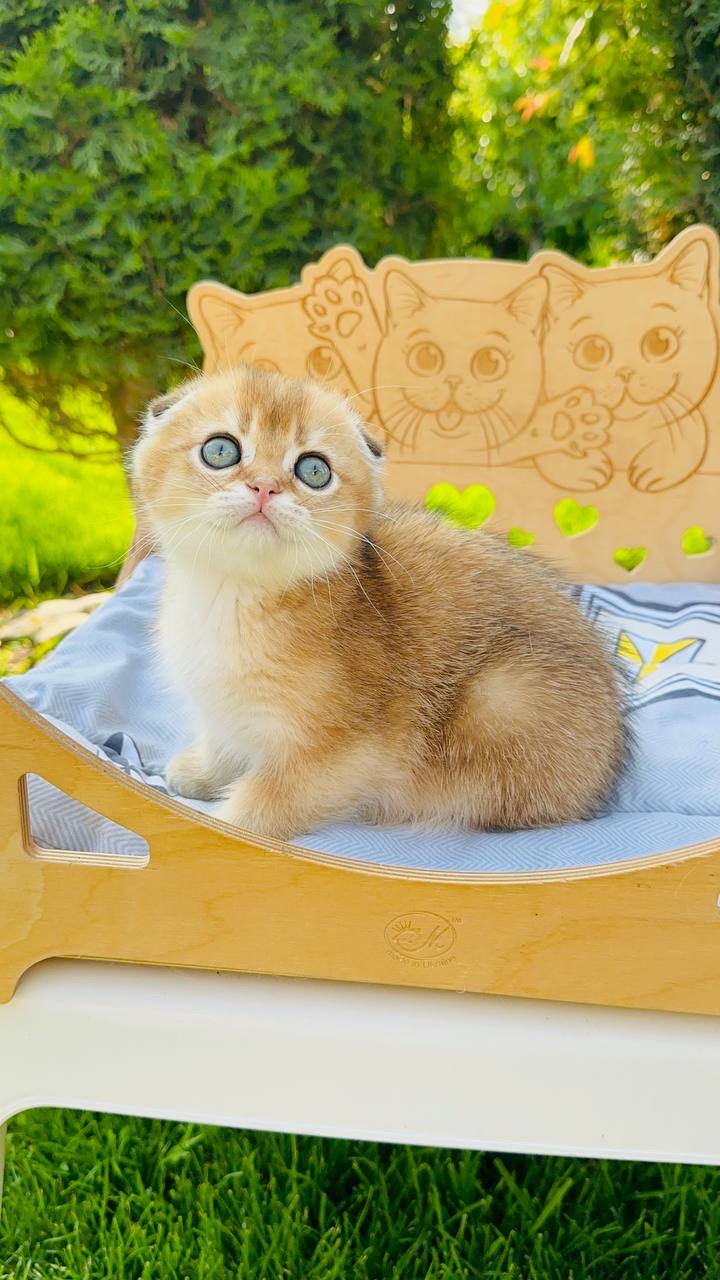 Хлопчик скоттіш фолд золота шиншила