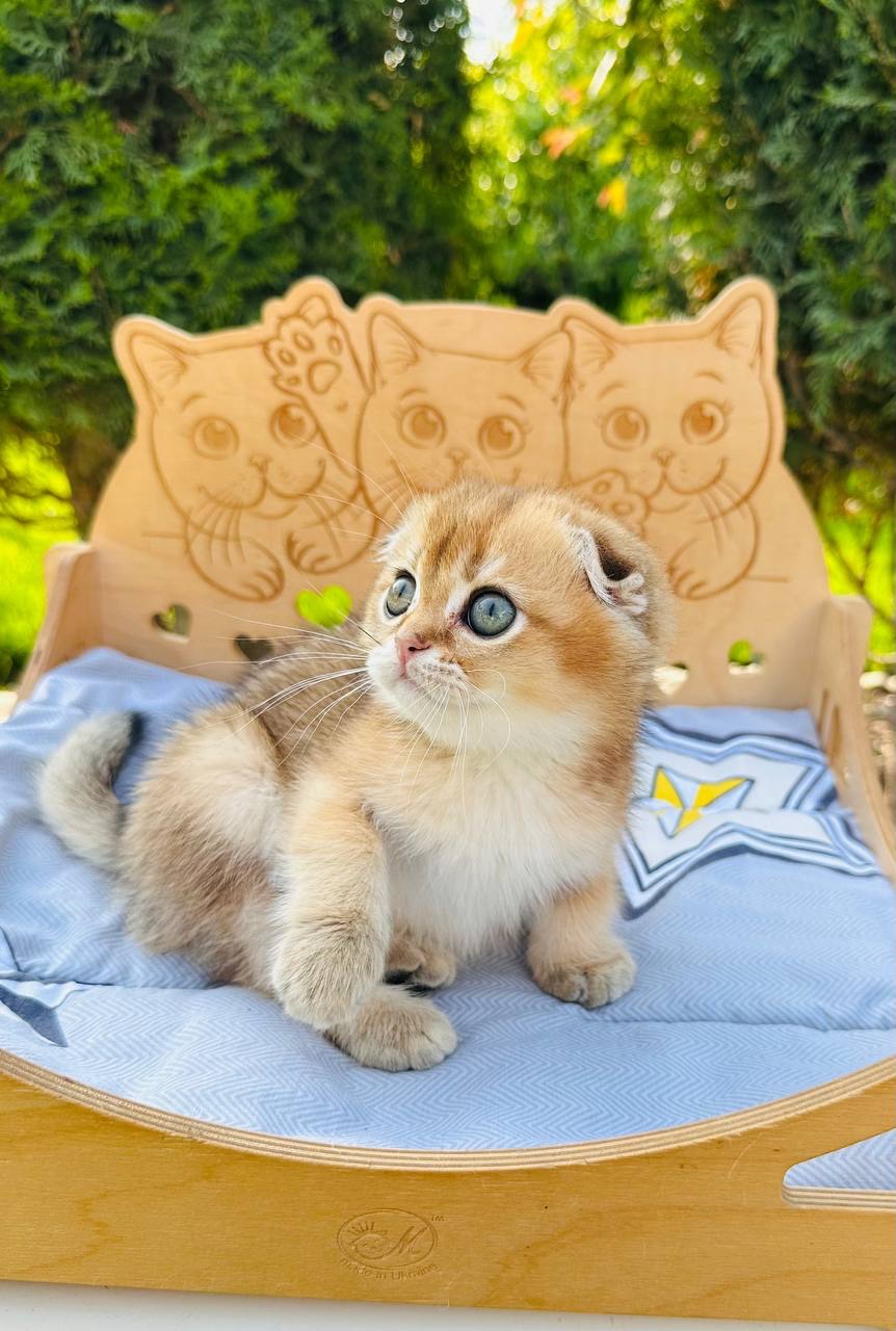 Хлопчик скоттіш фолд золота шиншила