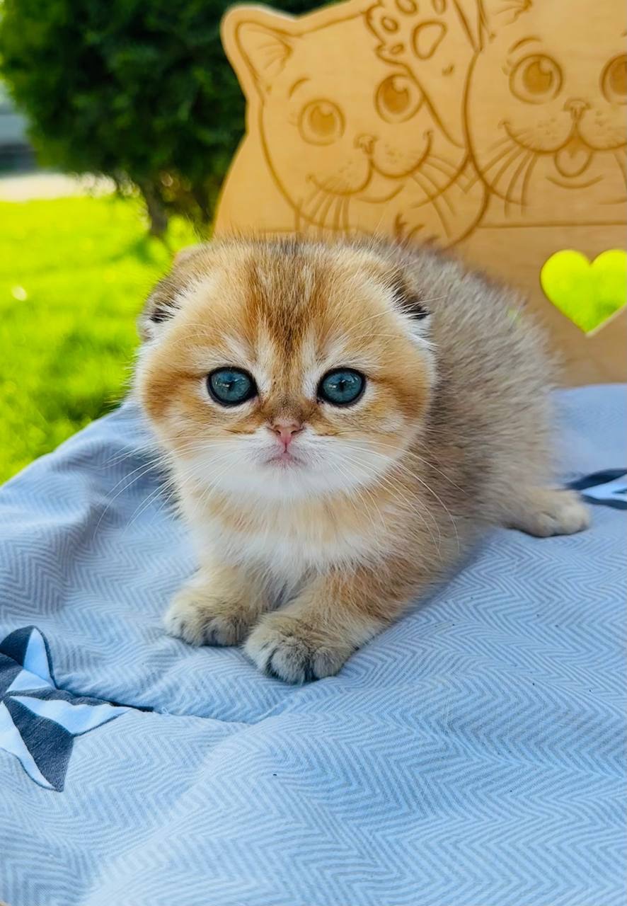 Хлопчик скоттіш фолд золота шиншила