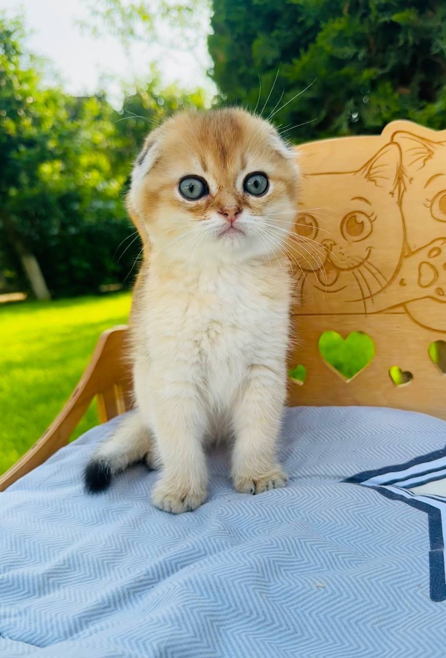 Хлопчик скоттіш фолд окрас золота шиншила