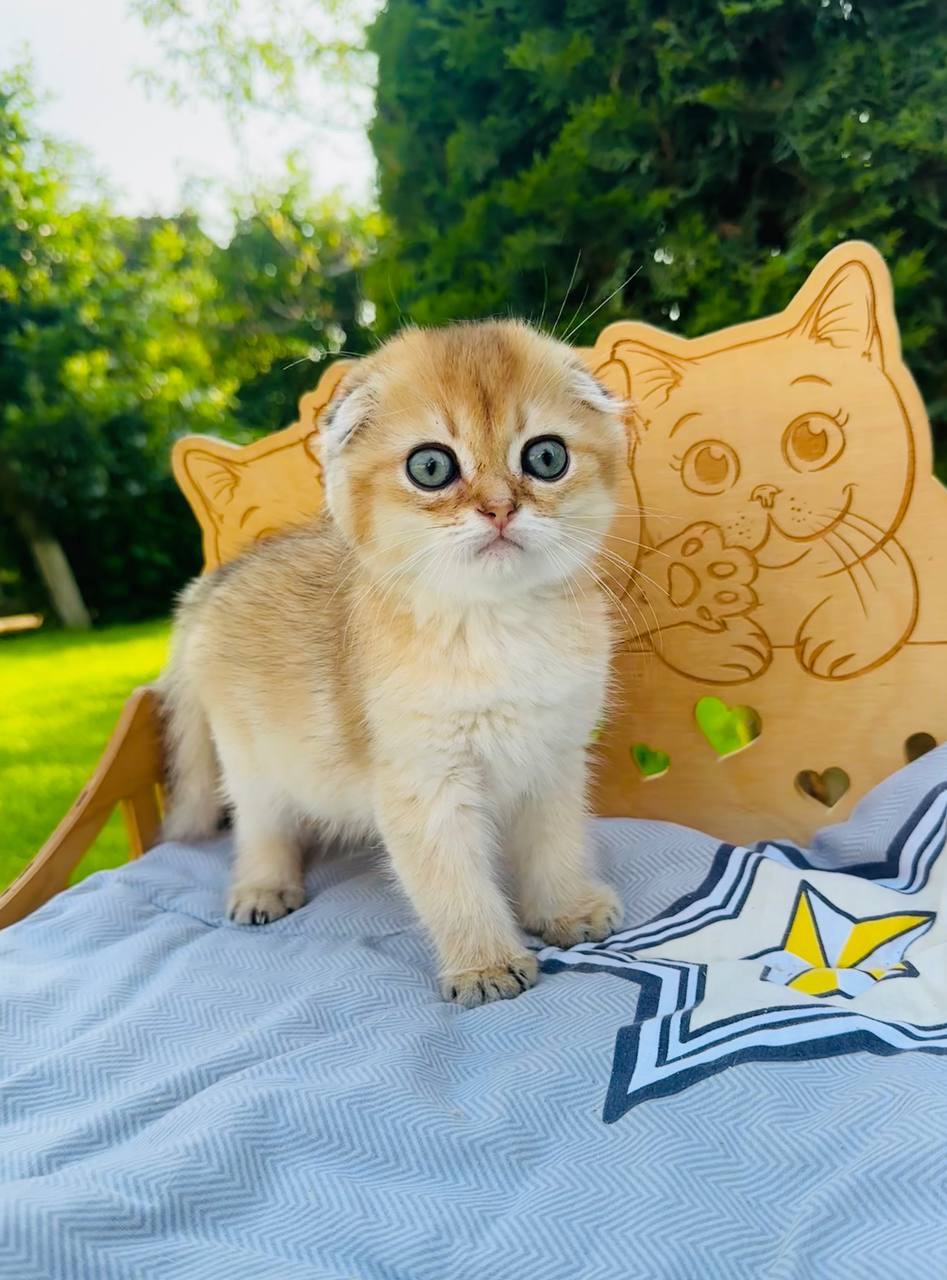 Хлопчик скоттіш фолд окрас золота шиншила