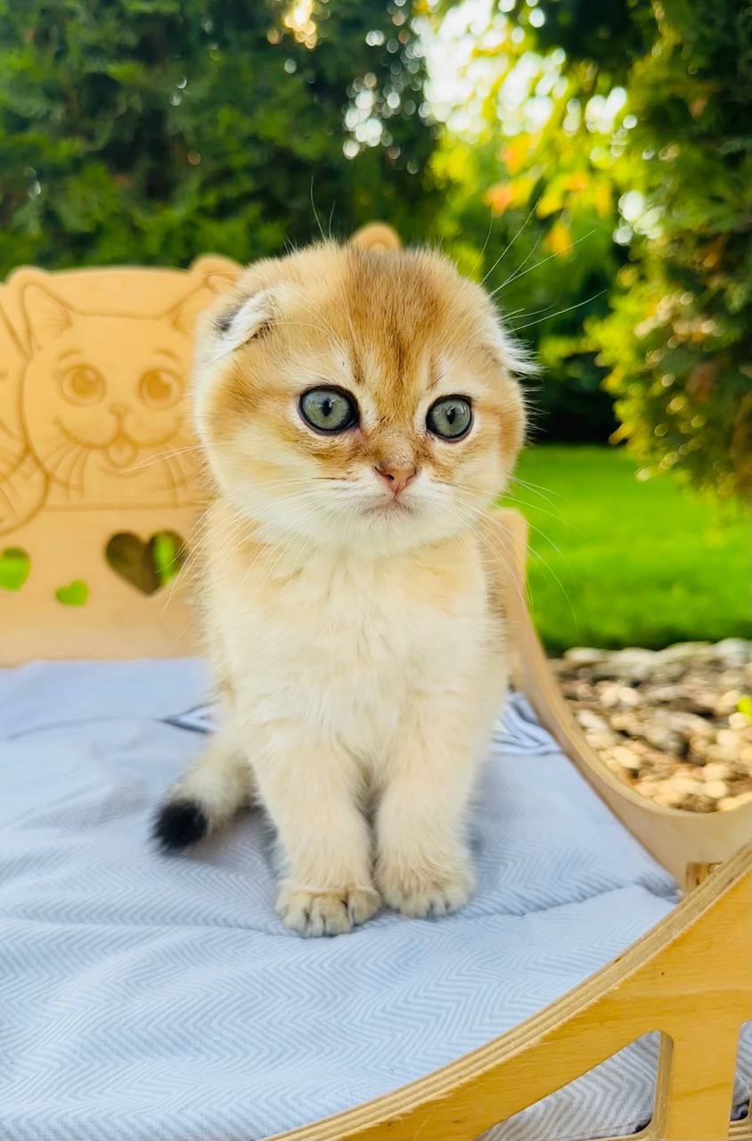 Хлопчик скоттіш фолд окрас золота шиншила