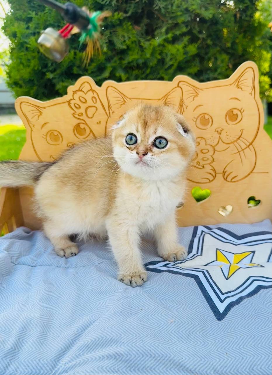 Хлопчик скоттіш фолд окрас золота шиншила