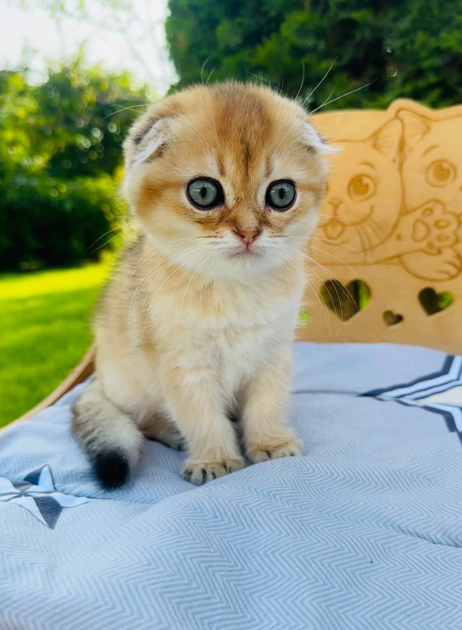Хлопчик скоттіш фолд окрас золота шиншила