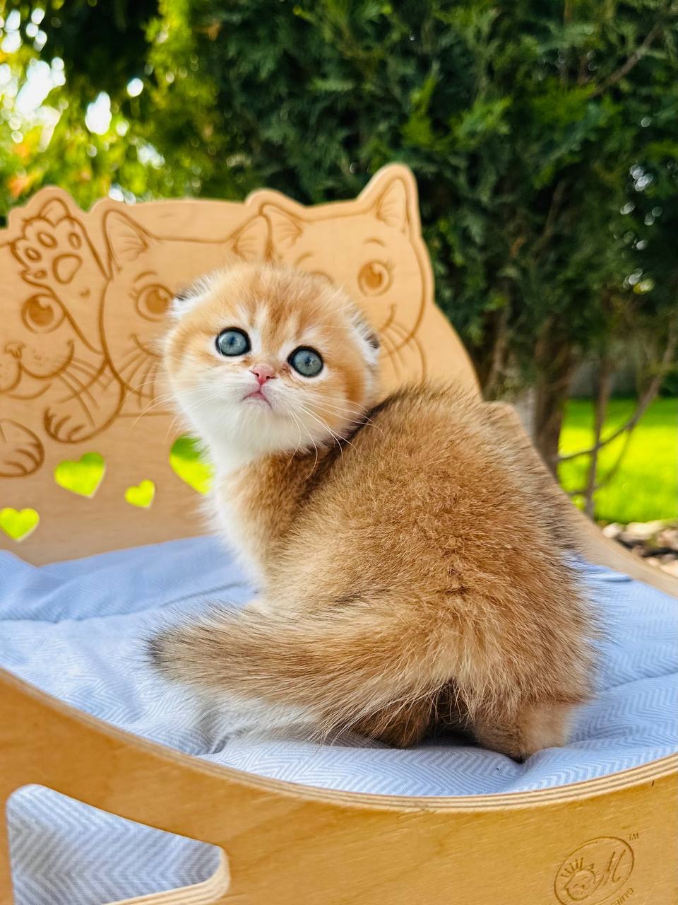 Дівчинка скоттіш фолд золота шиншила