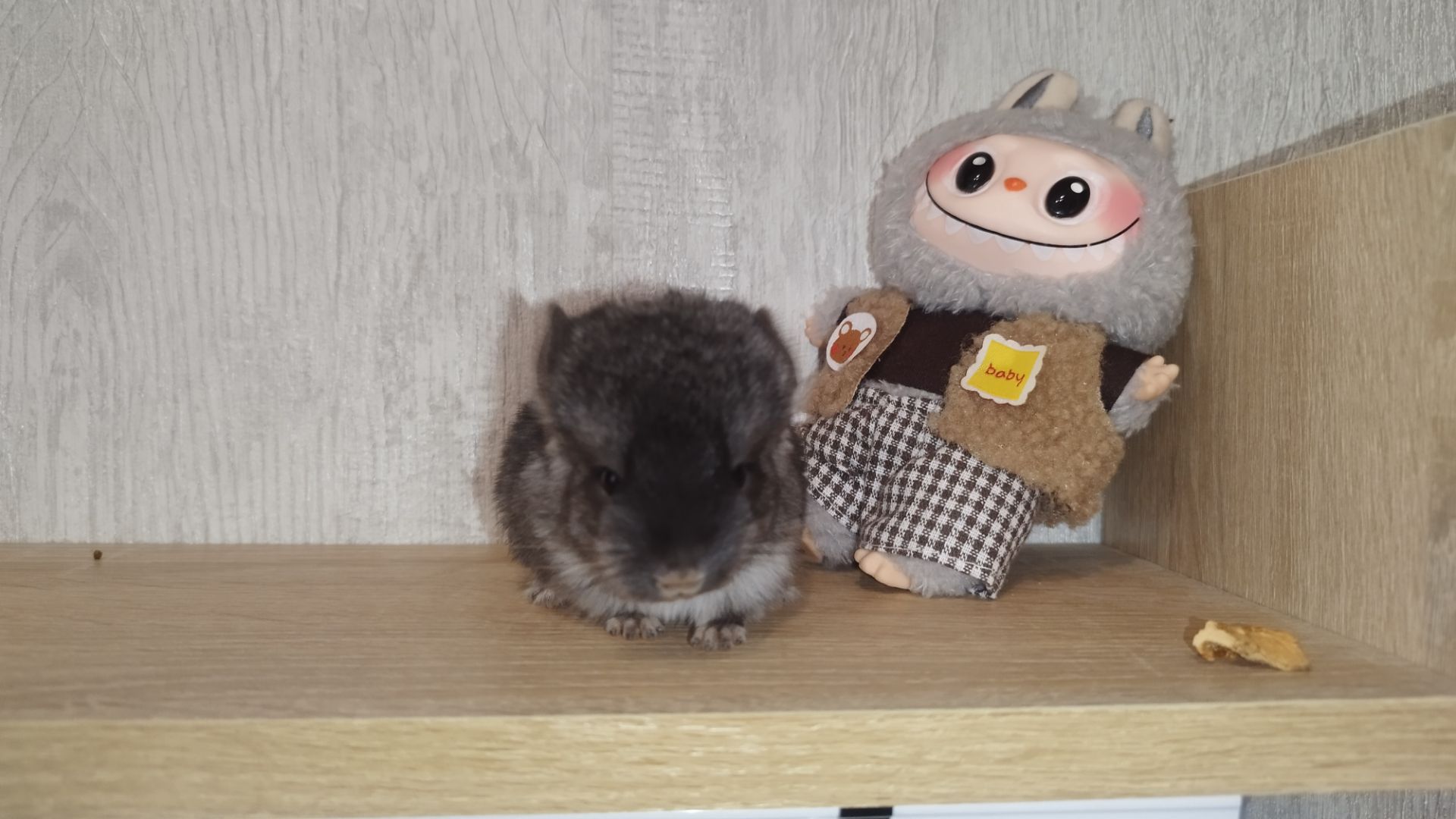 Шиншила дівчинка чорний оксамит нсф