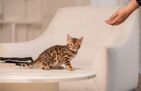 Бенгальське кошеня хлопчик