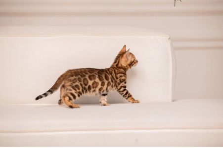 Бенгальське кошеня хлопчик