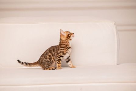 Бенгальське кошеня хлопчик