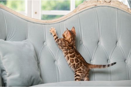 Бенгальське кошеня хлопчик