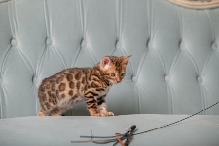 Бенгальське кошеня хлопчик
