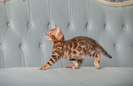 Бенгальське кошеня хлопчик