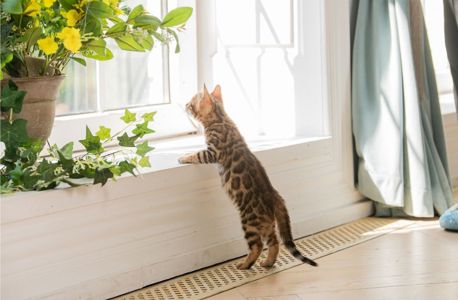 Бенгальське кошеня хлопчик