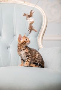 Бенгальське кошеня хлопчик