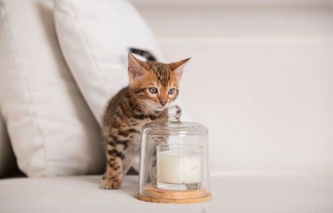 Бенгальське кошеня хлопчик