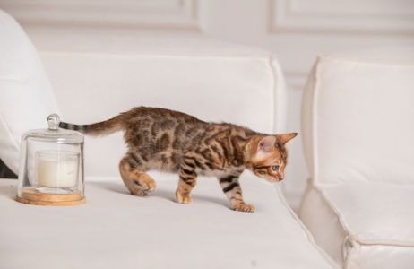 Бенгальське кошеня хлопчик