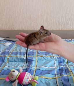 Дегу белочки
