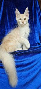 Рафаэль мальчик мейн кун