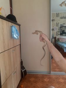 Тонкохвостый полоз
