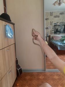 Тонкохвостый полоз