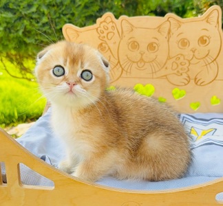 Хлопчик скоттіш фолд золота шиншила
