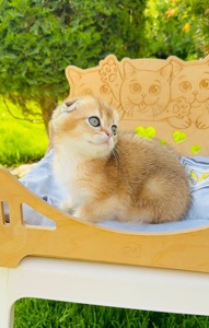 Хлопчик скоттіш фолд золота шиншила
