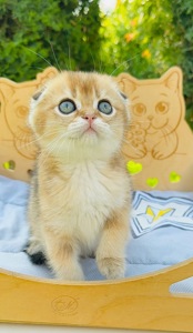 Хлопчик скоттіш фолд золота шиншила