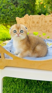 Хлопчик скоттіш фолд золота шиншила