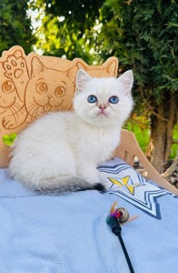 Хлопчик скоттіш страйт окрас золота шиншила поінт