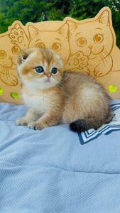 Хлопчик скоттіш фолд золота шиншила