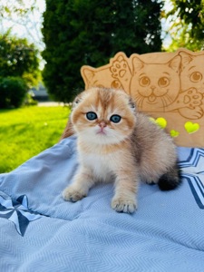 Хлопчик скоттіш фолд золота шиншила