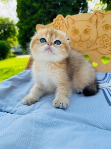 Хлопчик скоттіш фолд золота шиншила