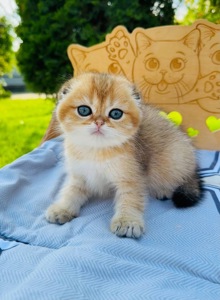 Хлопчик скоттіш фолд золота шиншила