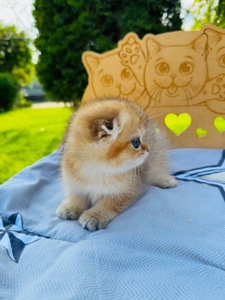 Хлопчик скоттіш фолд золота шиншила