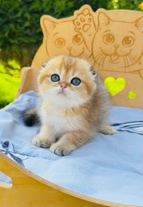 Хлопчик скоттіш фолд золота шиншила
