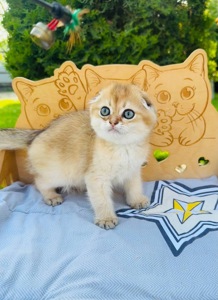 Хлопчик скоттіш фолд окрас золота шиншила