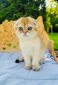 Хлопчик скоттіш фолд окрас золота шиншила